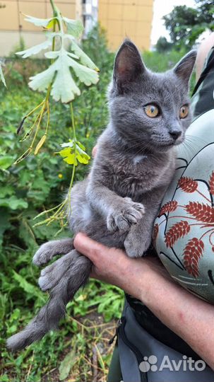 Отдам котенка девочку