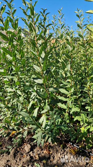 Кустарники бирючина