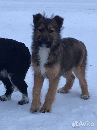 Щенок в добрые руки