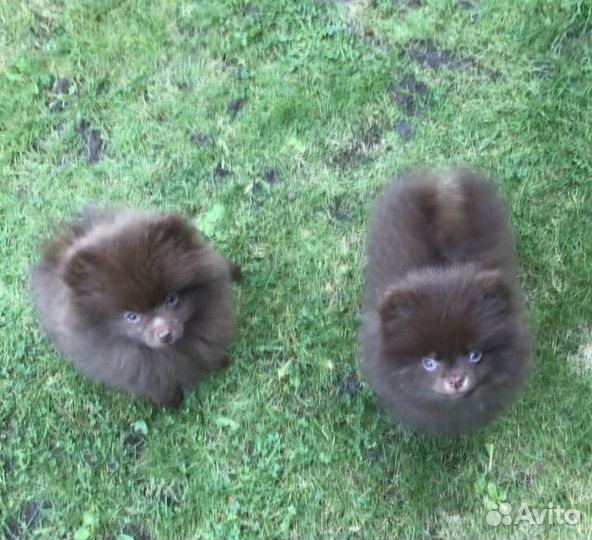 Щенки шоколадных окрасов, Потапыч и другие