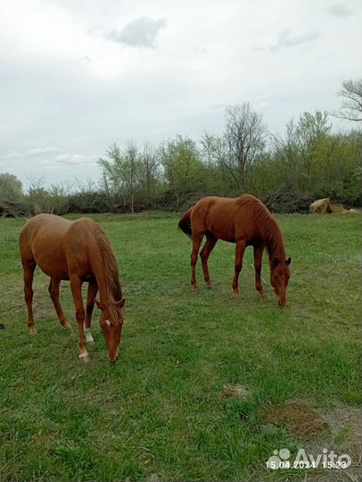 Жеребец англо-буденовец