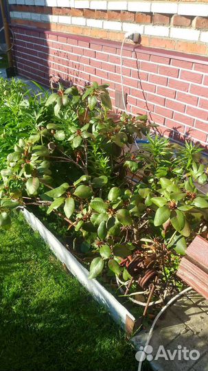 Рододендрон