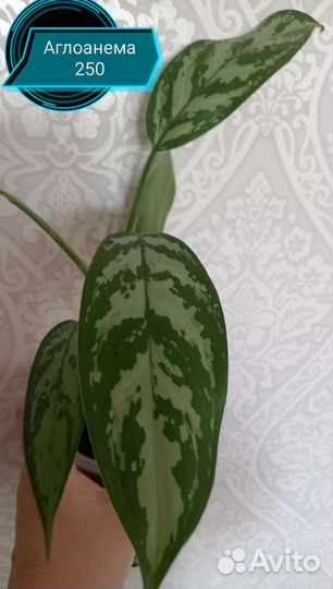 Растения