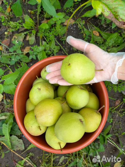 Груши