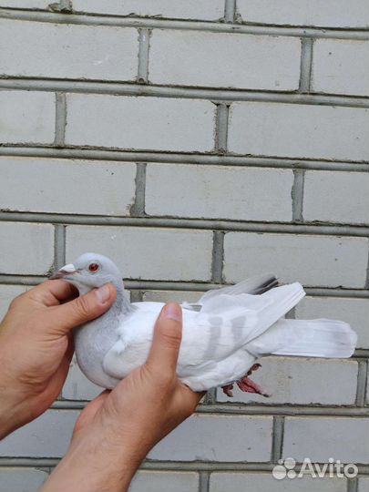 Голуби спортивные серебрянные
