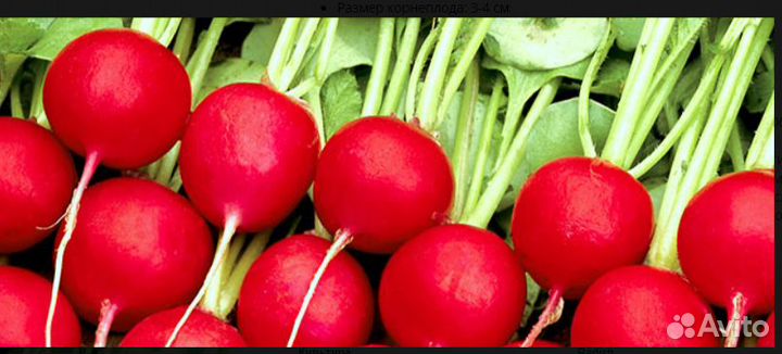 Семена Редиски Селеста F1 Celesta enza zaden