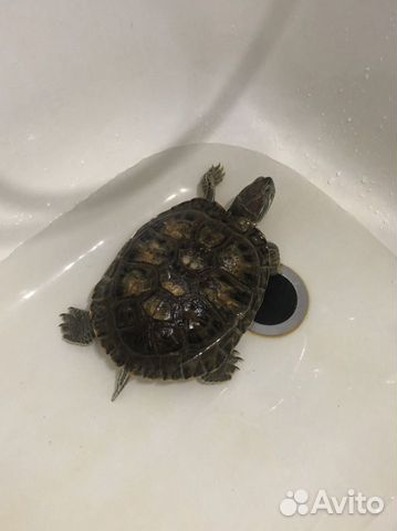 Черепаха водная бесплатно
