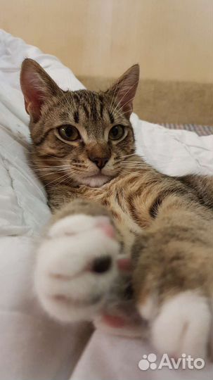 Котенок мальчик шотландец метис Риччи 6мес