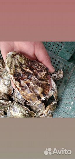 Мидии Устрицы