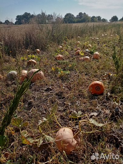 Тыква на корм животным