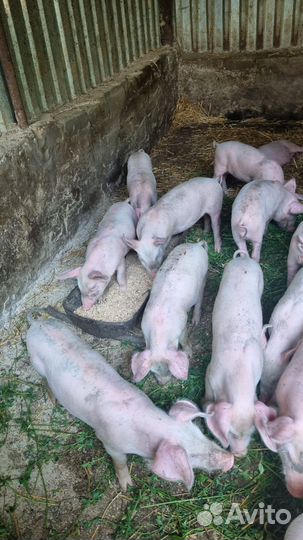 Поросенок ландрас