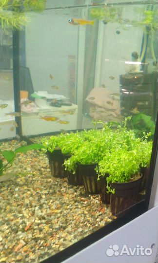 Большой выбор живых аквариумных растений