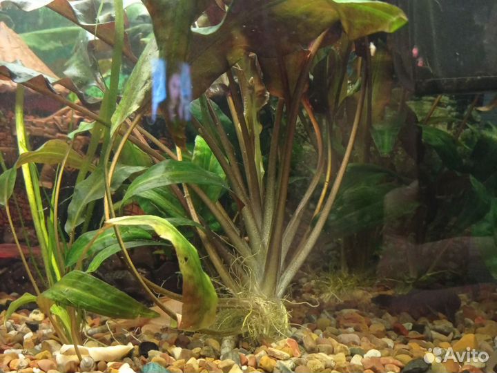 Водоросли для аквариума
