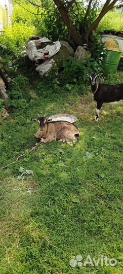 Продам козлят