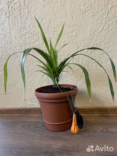 Пальма панданус