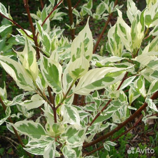 Дёрен в ассортименте