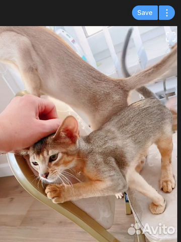 Абиссинские котята серебро с док-ми, чипом, родосл объявление продам