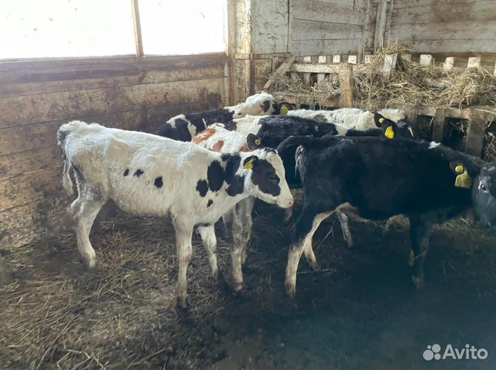 Телочки 1-2 мес