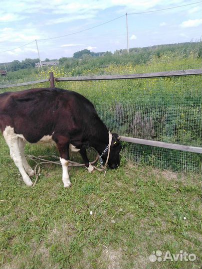 Прадам тёлочек 1т 6 месяцев 2т 1год