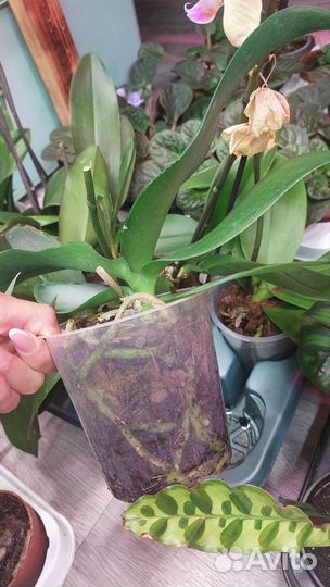 Орхидеи отцвевшие