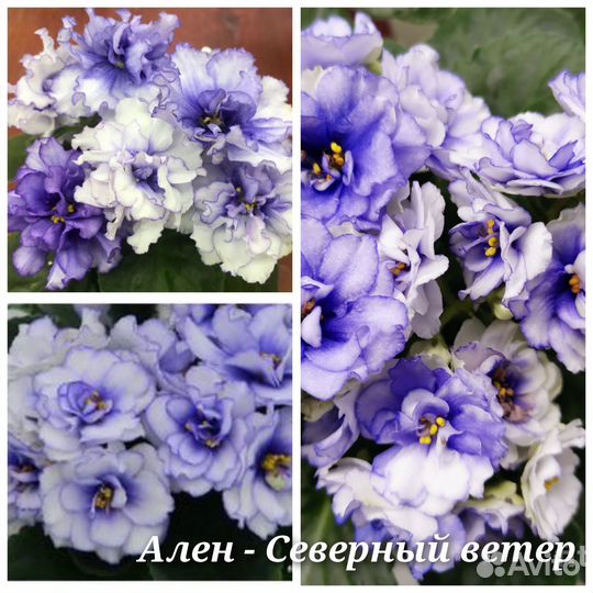 Детки сортовых фиалок