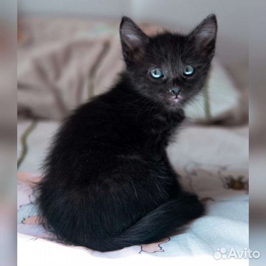 Чёрные котята, мальчики и девочки в добрые руки