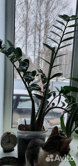 Замиокулькас