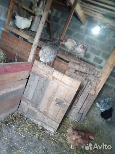 Яйца разных пород кур на еду инкубацию