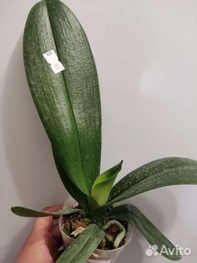 Орхидея фаленопсис