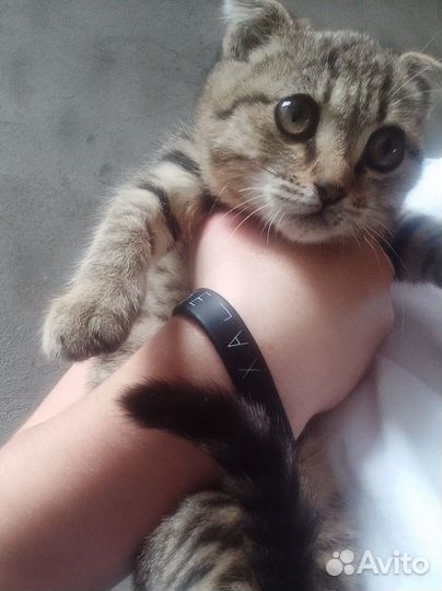Кошка в дар бесплатно