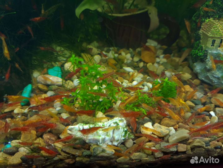 Креветки, водоросли