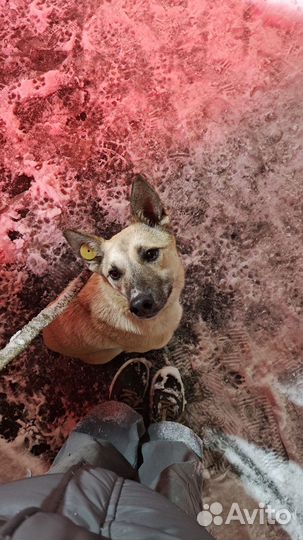 Собака в добрые руки отдам бесплатно