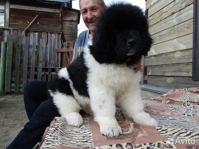 Щенок девочка ньюфаундленд: купить в Санкт-Петербурге | Животные и ...