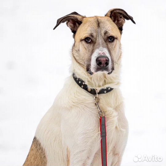 Собака алабай в добрые руки