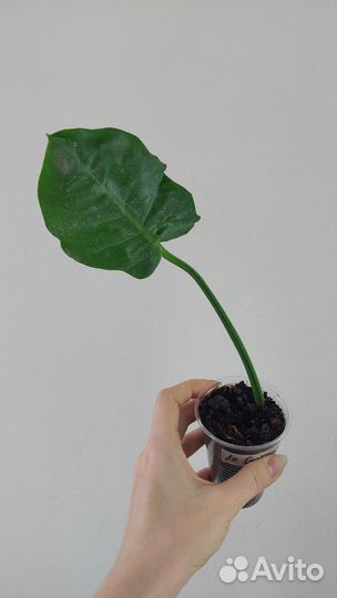 Филодендрон Strawberry Shake, Ло Споттед