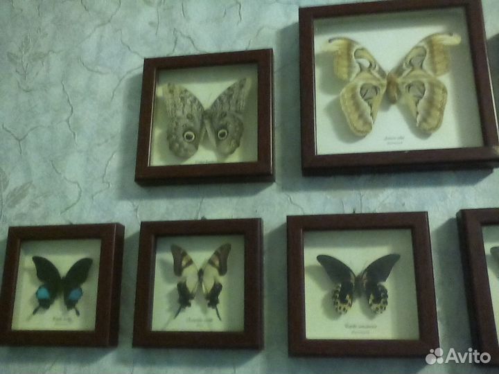 Коллекция натуральных тропических бабочек
