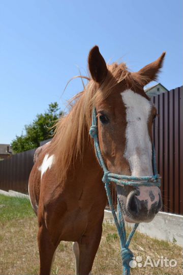 Пони кобыла 120см