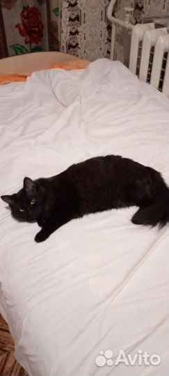 Котик в добрые руки