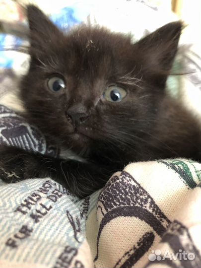Черный котенок девочка