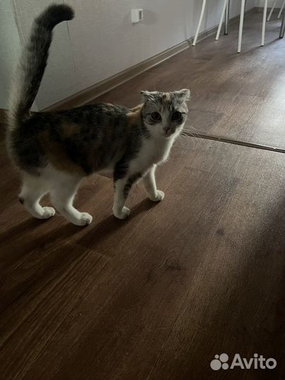 Кошки породистые