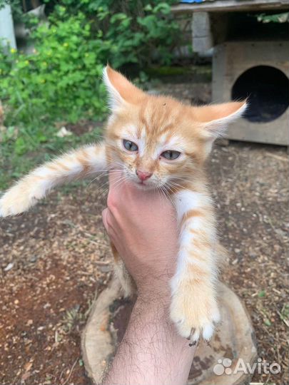 Рыжие котята