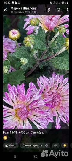 Хризантема корейская