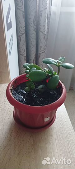 Комнатные цветы