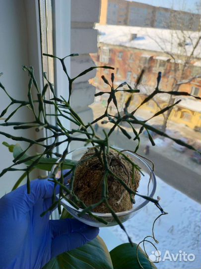 Хатиора суккулент