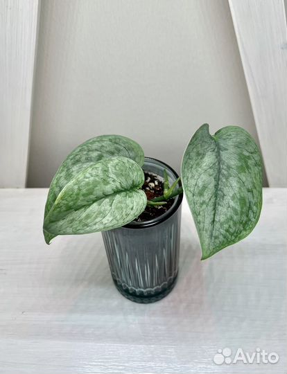 Сциндапсусы