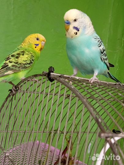 Волнистый попугай пара