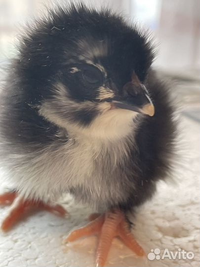 Цыплята Маран