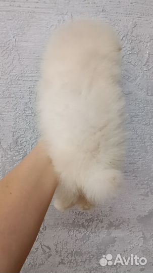 Щенки шпица