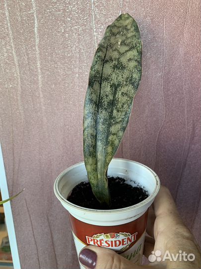 Сансиеверия