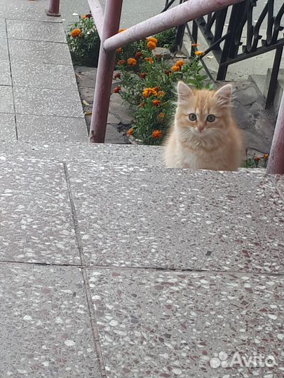 Девочка в добрые руки